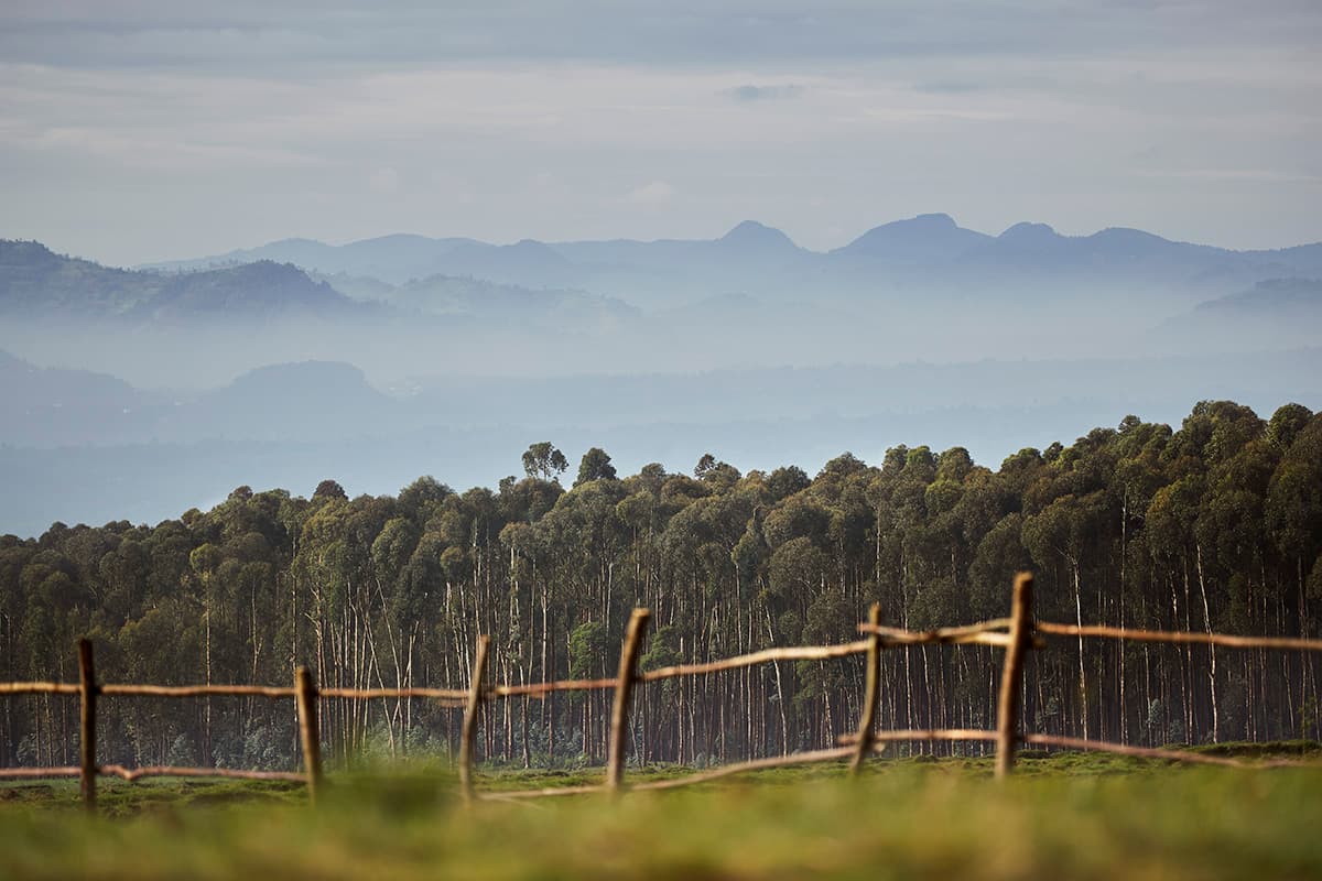 Green Steps Rwanda